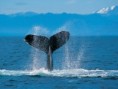 /album/fotogaleria/humpback-whale-jpg/